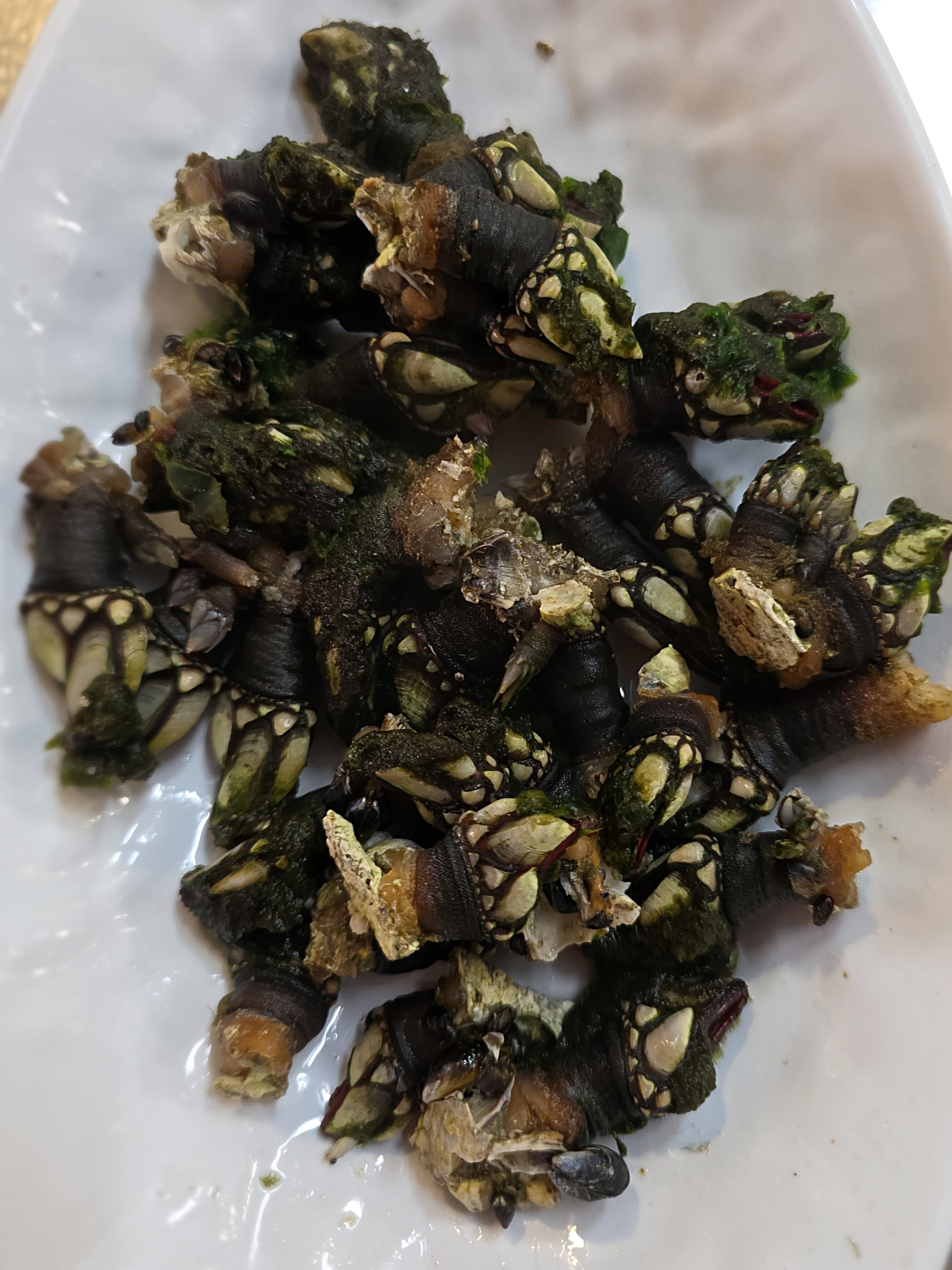 Percebes