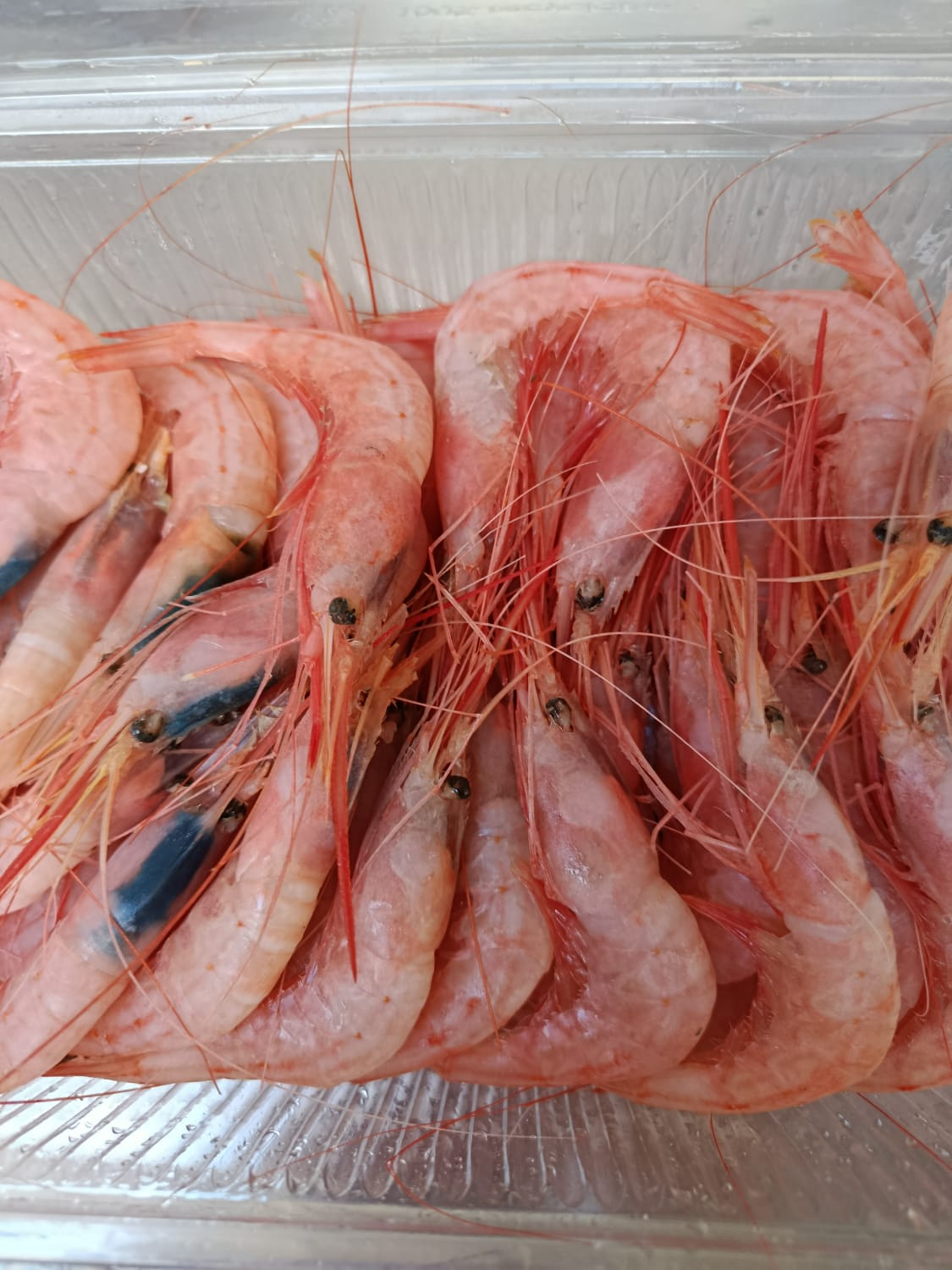 Quisquilla de Motril