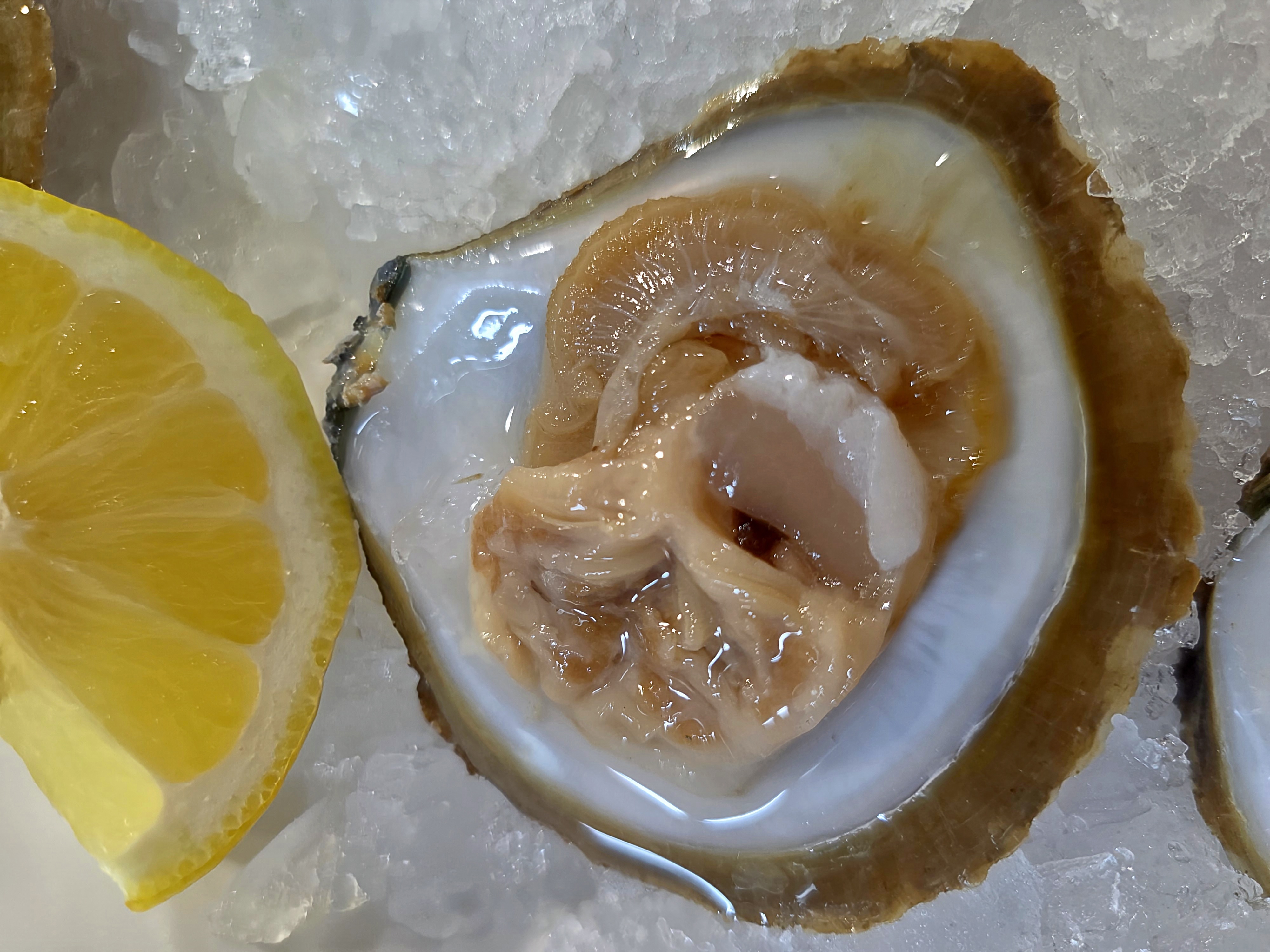 Ostra