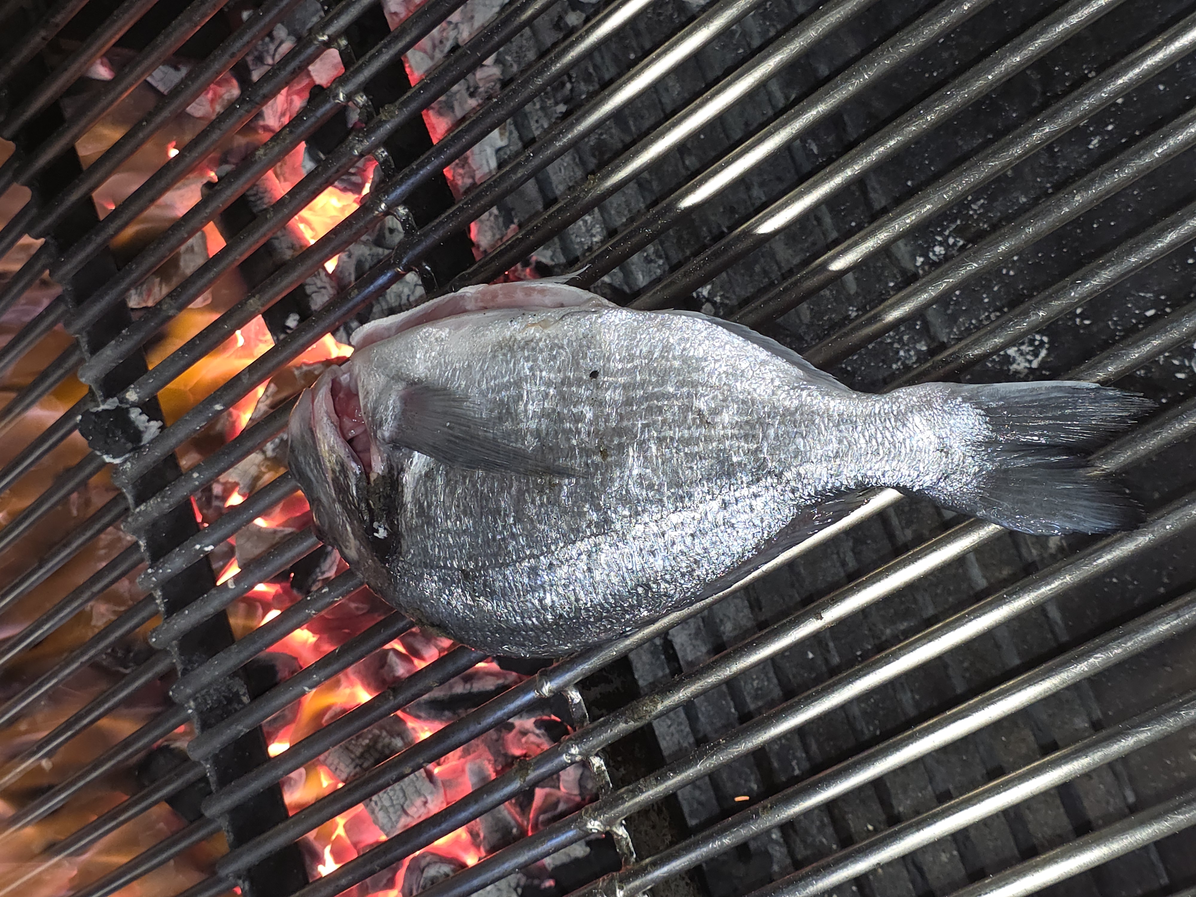 Dorada Gris