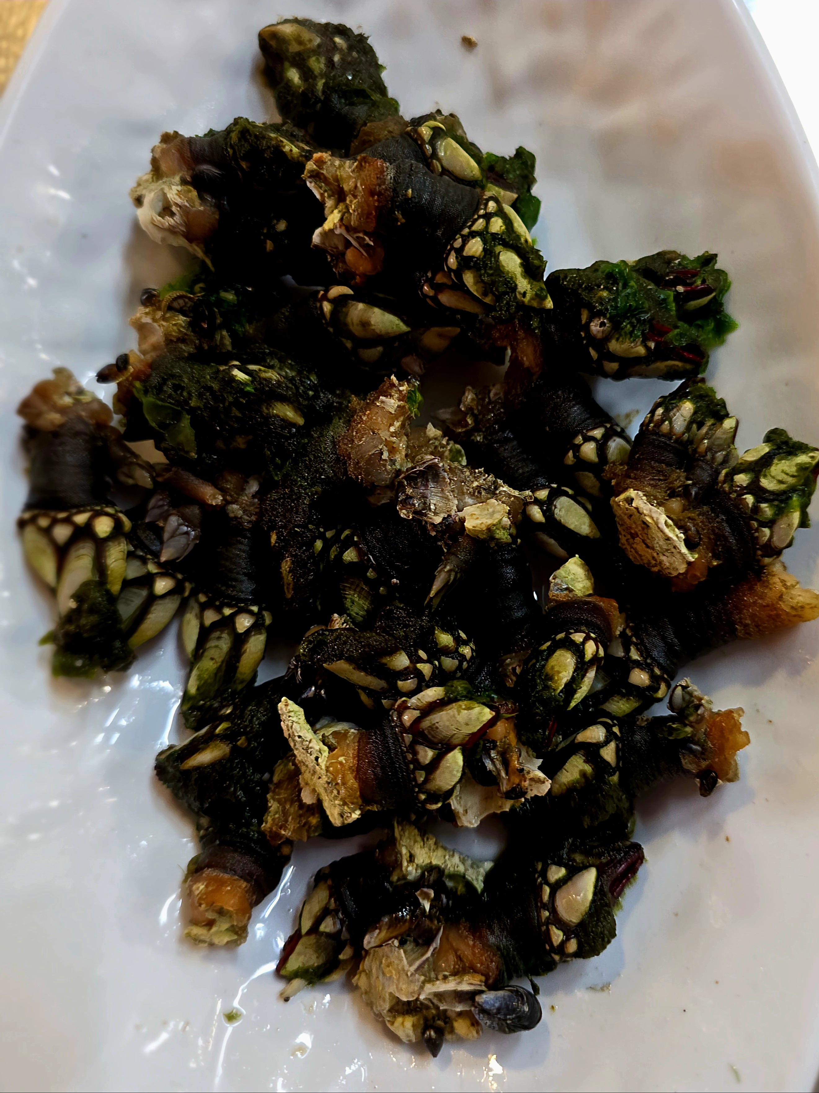 Percebes